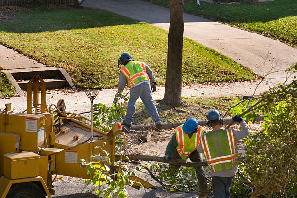 Best Arborist Consultation Services  in Mcmillin, WA